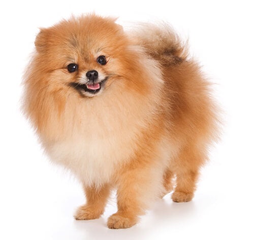 German Spitz Klein Dog Breed Information | Purina