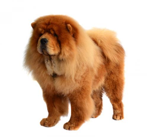 Rough Chow Chow Dog Breed Facts Information Purina