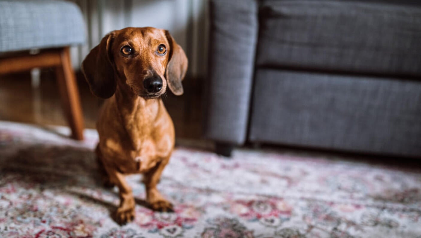Dachshund in living room
