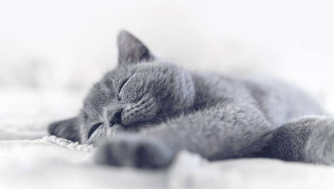 Grey British Shorthair cat sleeping.