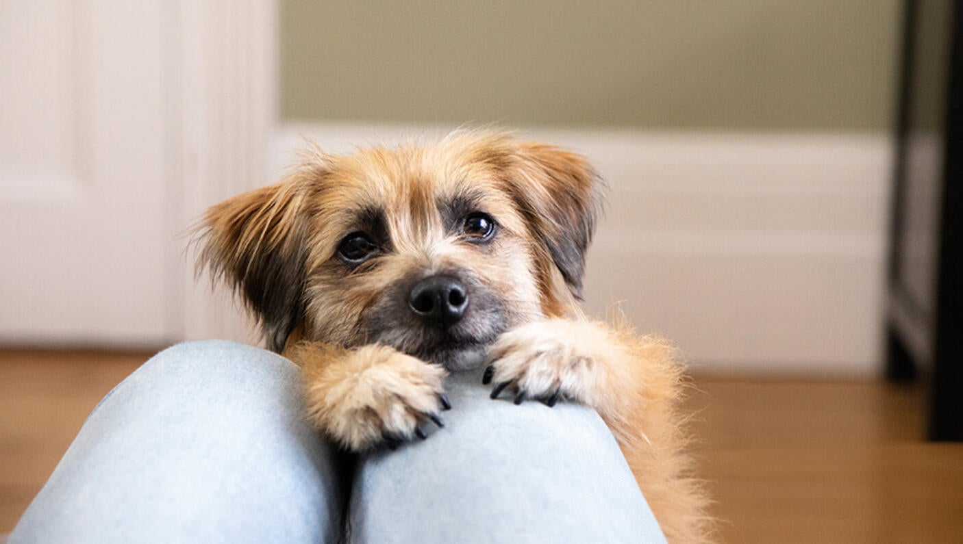 Dog reaching up onto person's lap