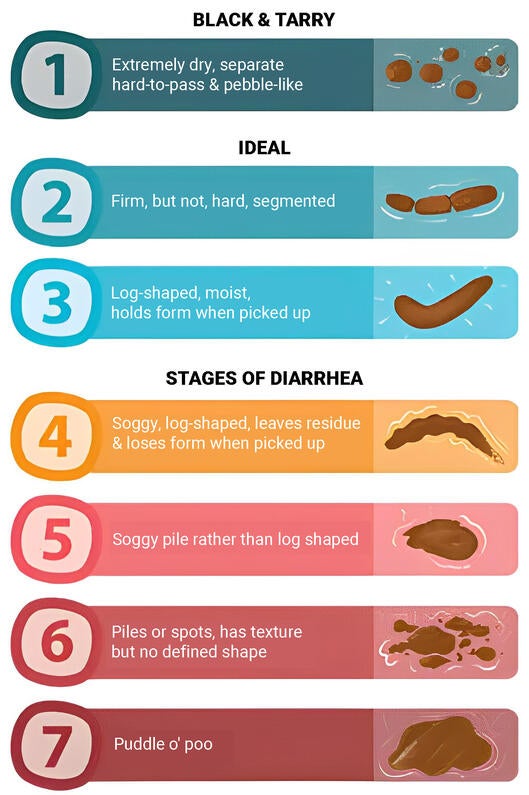 All About Dog Poop Dog Diarrhoea Colour and More Purina