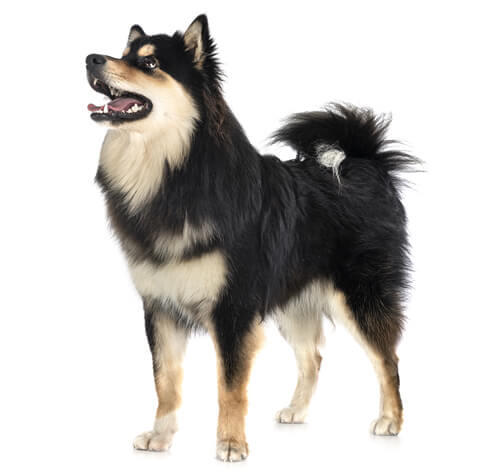 Finnish Lapphund