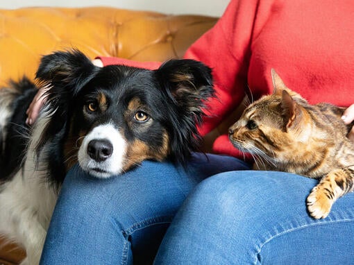 Dog and cat on owners lap