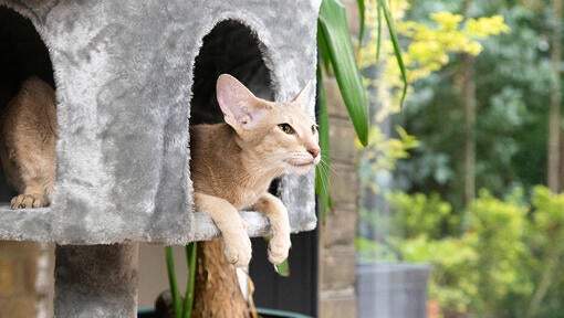 Cat sitting in raised cat house