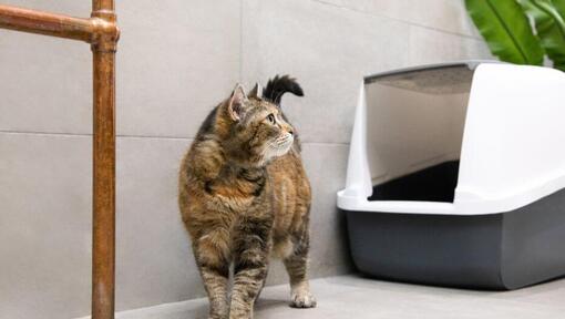 Cat Constipation Signs Causes Treatment Purina