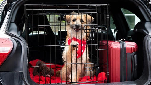 Puppy Car Travelling Tips Every Owner Should Know Purina