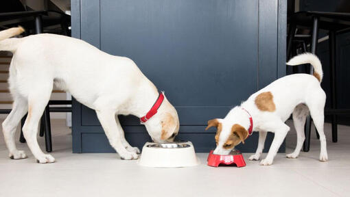 Understanding the Nutritional Needs of Dogs